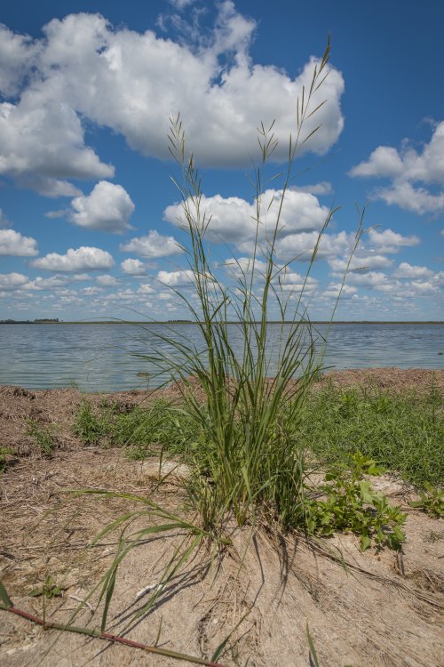Tall grass stands on a sandy shore, with a calm body of water and fluffy clouds in a blue sky in the background.