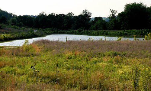 A serene landscape featuring a calm pond surrounded by lush greenery and tall grasses under a clear sky.