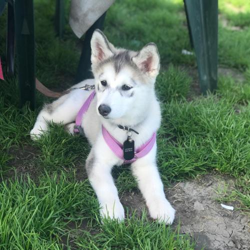 A fluffy puppy with gray and white fur, wearing a pink harness, lying on green grass under a table.