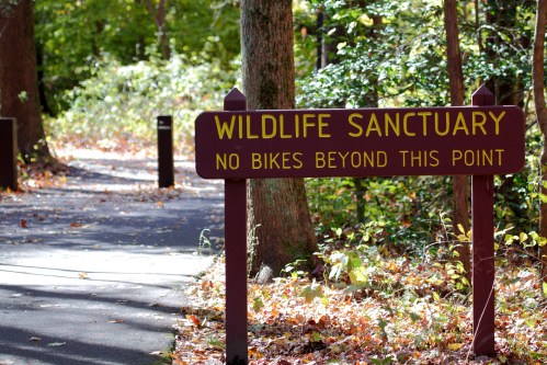 A sign reading "Wildlife Sanctuary: No Bikes Beyond This Point" in a wooded area with fallen leaves.