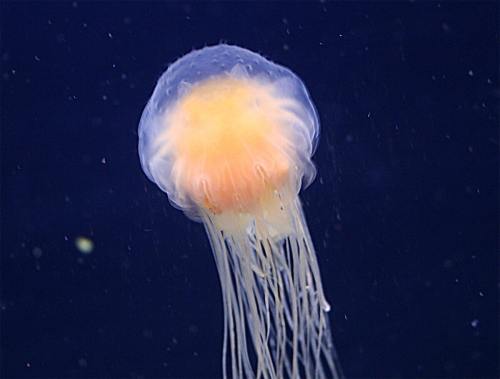A translucent jellyfish with a yellow-orange bell and long, flowing tentacles swimming in dark water.