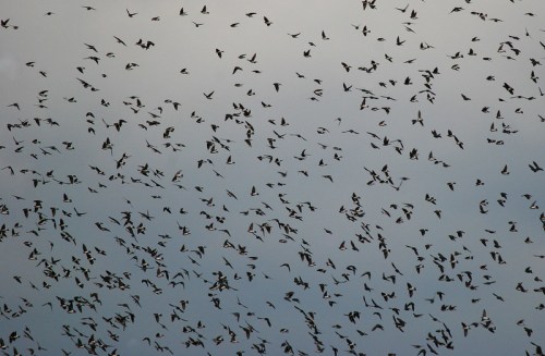 A large flock of birds flying in a cloudy sky, creating a dynamic pattern against the backdrop.