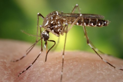 Close-up of a mosquito perched on a human skin surface, with a blurred green background.