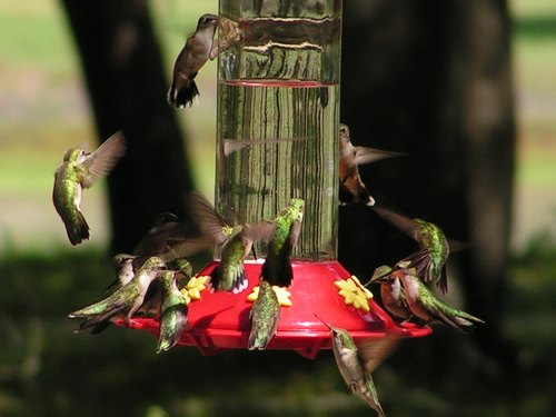 A vibrant scene of multiple hummingbirds feeding at a red nectar feeder surrounded by greenery.