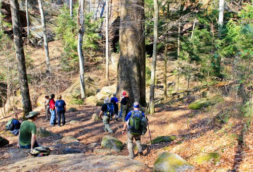 A group of hikers explores a wooded area with large trees and rocky terrain on a sunny day.