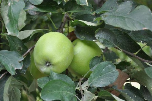 Two green apples hanging on a tree branch surrounded by green leaves.