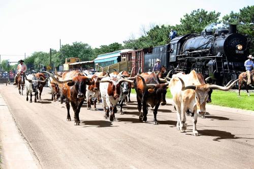 A herd of longhorn cattle walking down a street, with a vintage steam train and people in the background.