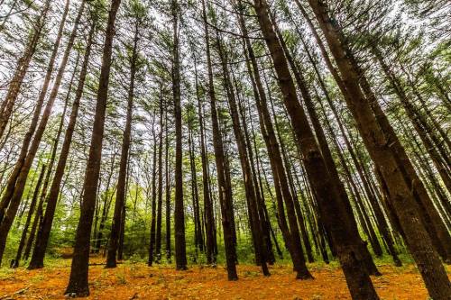 Tall trees in a dense forest with a carpet of orange pine needles and soft green foliage in the background.