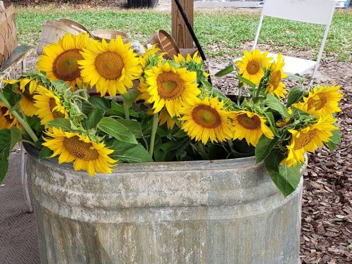 A metal container filled with vibrant sunflowers, showcasing their bright yellow petals and green leaves.