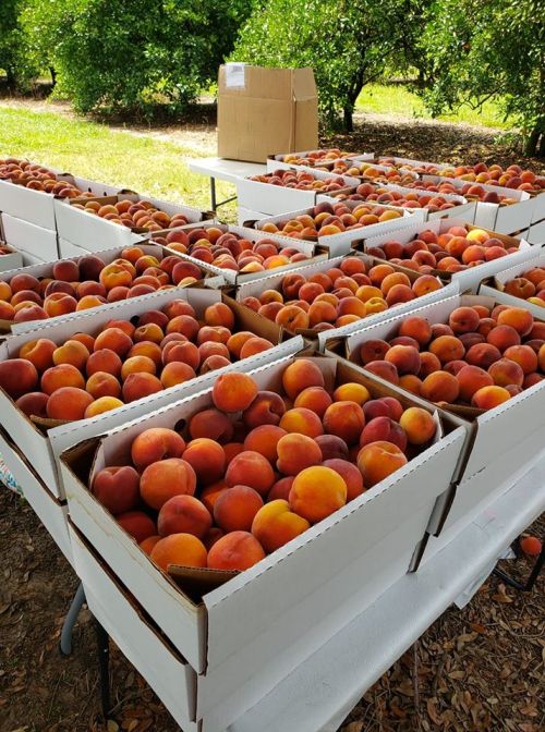 Boxes filled with ripe peaches arranged on tables in a sunny orchard.