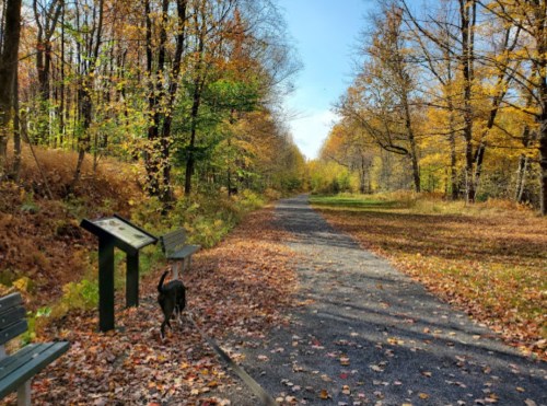 A scenic autumn path lined with trees, benches, and fallen leaves, with a dog walking along the trail.