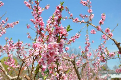 Blossoming pink flowers on branches against a clear blue sky, creating a vibrant spring scene.