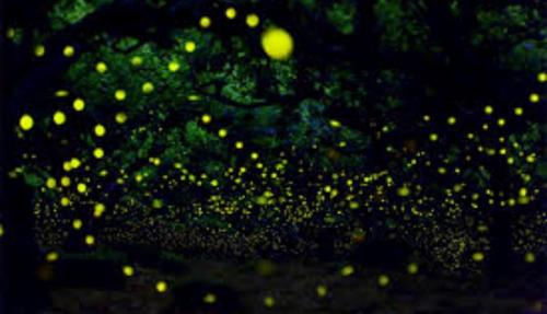 A magical scene of glowing fireflies illuminating a dark forest, creating a whimsical, enchanting atmosphere.