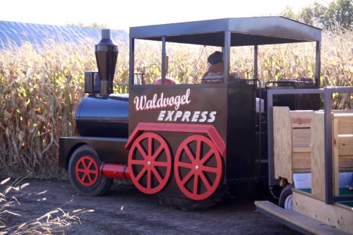 A small black train named "Waldvogel Express" parked near a cornfield, with a person inside the cabin.