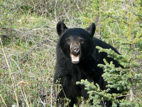 A black bear stands among green foliage, looking towards the camera with its mouth slightly open.