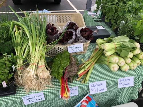 A market display featuring fresh vegetables: green onions, head lettuce, chard, rhubarb, and bok choy on a checkered tablecloth.