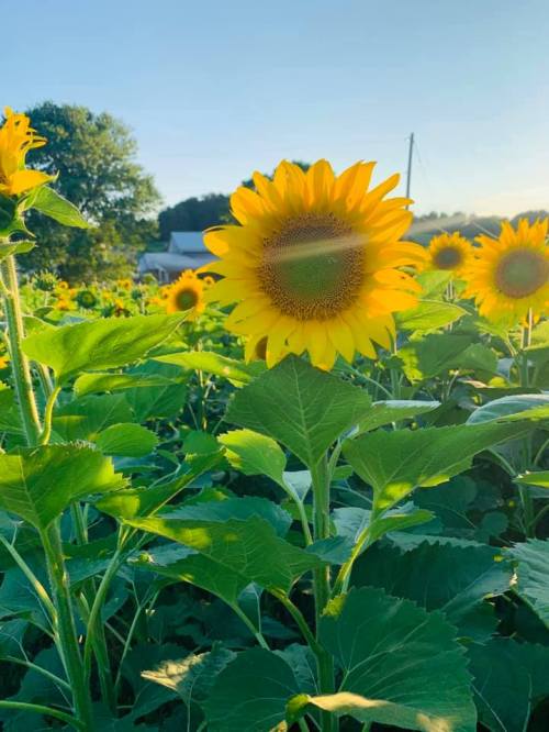 A vibrant sunflower stands tall among a field of sunflowers, basking in the sunlight against a clear blue sky.