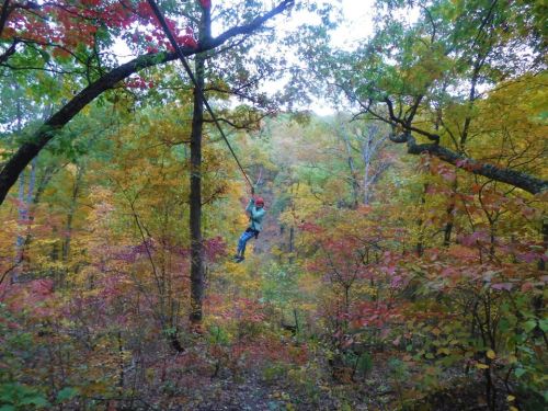 A person zip-lining through a vibrant forest with colorful autumn foliage.