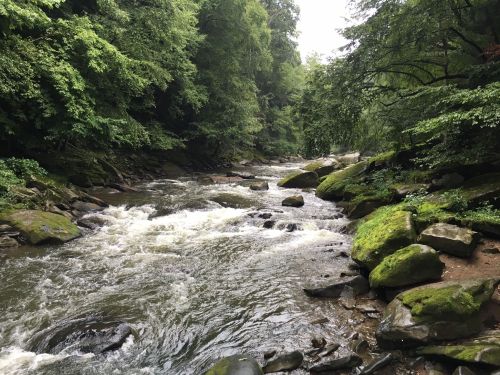 A serene river flows through a lush, green forest, with moss-covered rocks lining the banks.