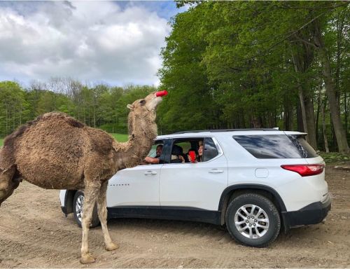A camel approaches a car with people inside, who are holding drinks, in a wooded area.