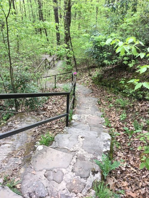 Stone steps lead down through a lush green forest, surrounded by trees and foliage.