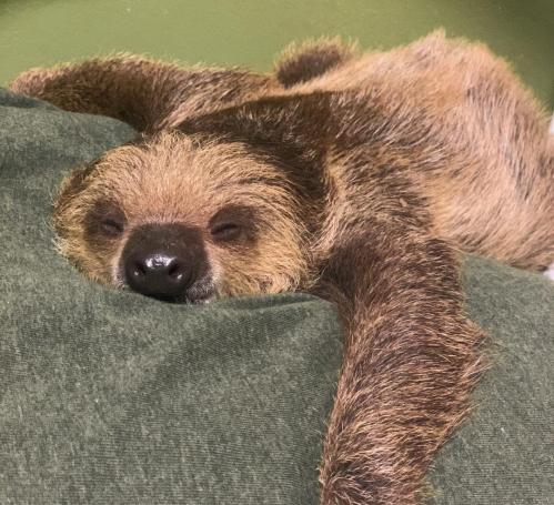 A sloth peacefully sleeping on a green cushion, with its arms stretched out and eyes closed.