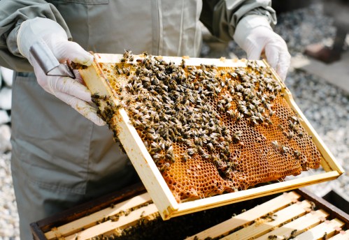 A person in protective gear holds a honeycomb frame filled with bees and honey, inspecting it closely.