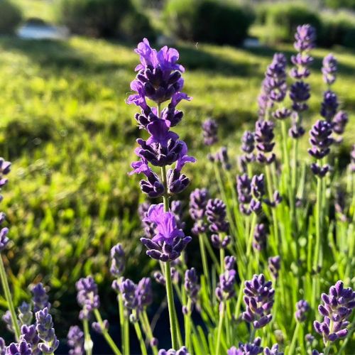 Close-up of vibrant purple lavender flowers against a blurred green background.
