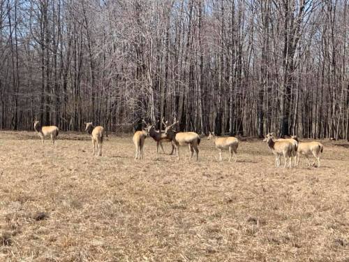 A group of deer stands in a grassy field surrounded by bare trees in early spring.