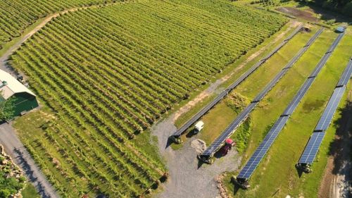 Aerial view of a vineyard with rows of grapevines and solar panels on green fields.
