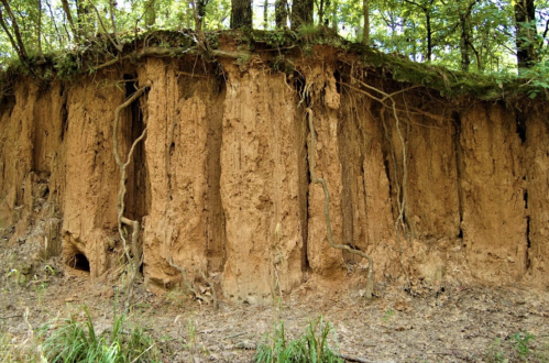 A vertical soil wall with exposed roots and textured earth, surrounded by trees and greenery in a forested area.