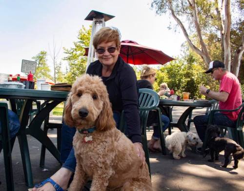 A woman smiles while sitting with a golden doodle at an outdoor café, surrounded by people and other dogs.