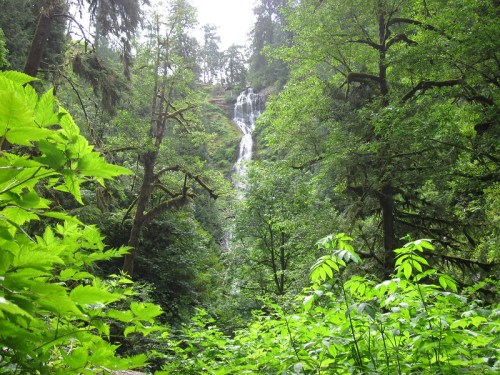 A lush green forest with a waterfall cascading down a rocky cliff, surrounded by tall trees and vibrant foliage.
