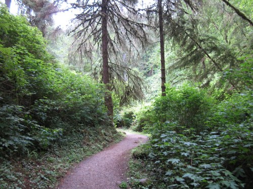 A winding path through a lush green forest with tall trees and dense foliage on either side.