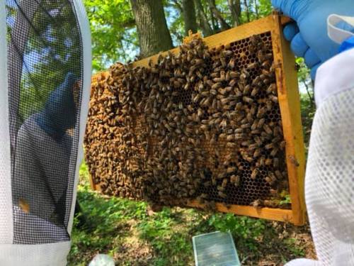 A beekeeper holds a frame filled with bees and honeycomb, surrounded by greenery.