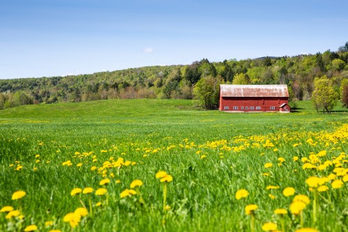 A red barn sits in a green field dotted with yellow dandelions, surrounded by rolling hills and blue sky.