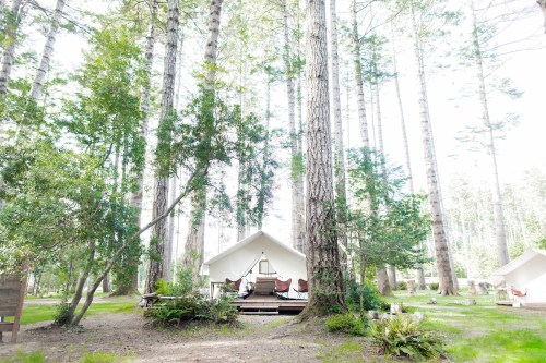 A cozy glamping tent nestled among tall trees in a serene forest setting.
