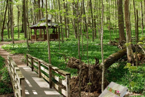 A wooden bridge leads to a gazebo surrounded by lush green trees and foliage in a serene forest setting.