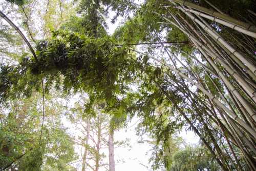 Lush green bamboo stalks and leaves reaching towards the sky, surrounded by trees in a serene natural setting.