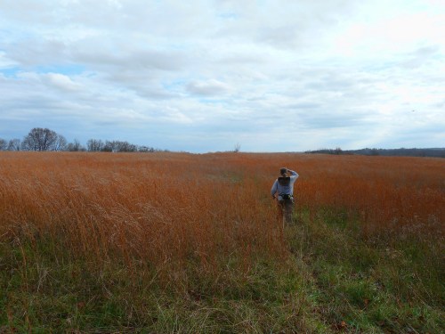 A person walks through a tall, golden grass field under a cloudy sky, surrounded by nature.
