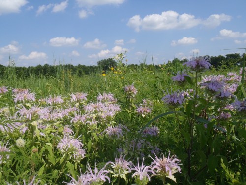A vibrant field of pink flowers under a blue sky with fluffy clouds, surrounded by lush green grass and trees.