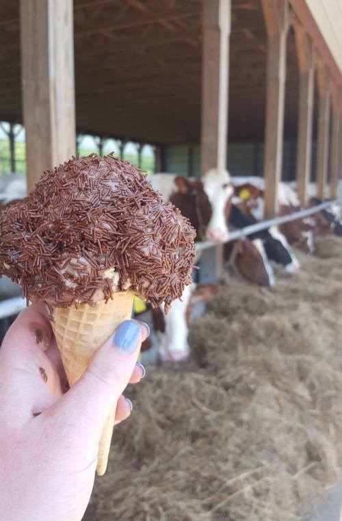 A hand holds a chocolate sprinkle ice cream cone in front of cows in a barn.