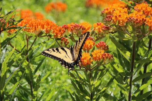 A yellow and black butterfly perched on vibrant orange flowers in a lush green garden.