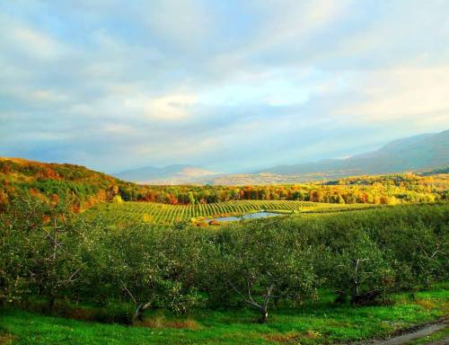 A scenic view of rolling hills and orchards, with vibrant autumn foliage under a partly cloudy sky.