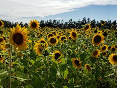 A vibrant field of sunflowers under a blue sky, with green leaves and a backdrop of trees in the distance.