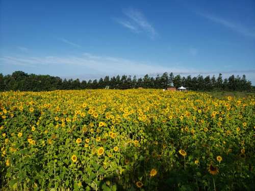 A vibrant field of sunflowers under a clear blue sky, with trees and a distant structure in the background.
