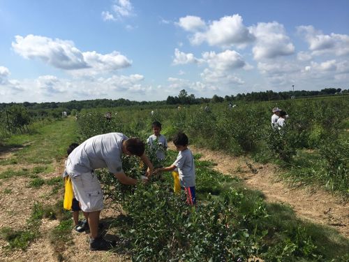 A group of children and an adult picking blueberries in a sunny field with blue skies and scattered clouds.