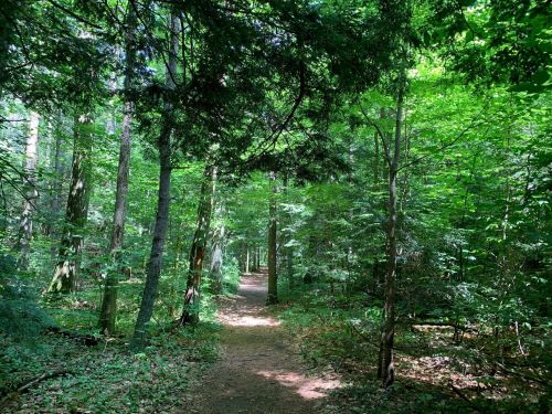 A serene forest path surrounded by lush green trees and foliage, inviting exploration and tranquility.