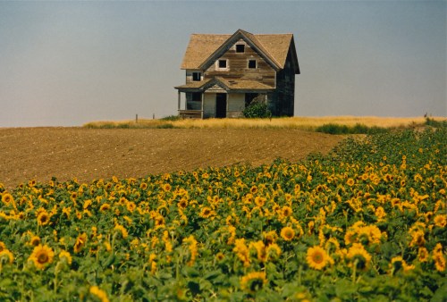 A weathered house stands on a hill, surrounded by a vibrant field of sunflowers under a clear blue sky.