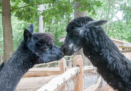 Two black llamas gently touching noses in a wooded area, surrounded by a wooden fence.